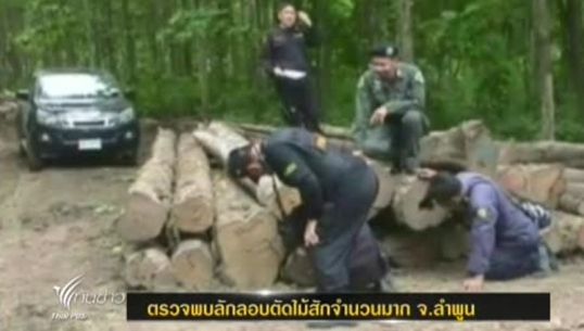 เจ้าหน้าที่ป่าไม้ตรวจพบลักลอบตัดไม้สักจำนวนมากใน จ.ลำพูน