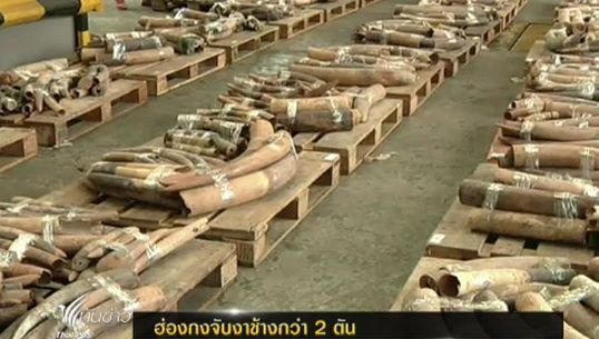 ศุลกากรฮ่องกงจับงาช้างกว่า 2 ตัน