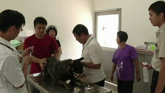 ทางการไต้หวันเตรียมรับมือโรคพิษสุนัขบ้า