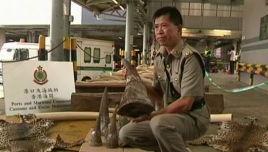 "ฮ่องกง" ยึดงาช้าง-นอแรด บนเรือขนส่งสินค้าจากไนจีเรีย มูลค่ากว่า 150 ล้านบาท