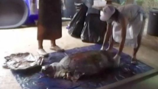 พบเต่าตนุอายุกว่า 20 ปี เกยชายหาดบ้านเพ จ.ระยอง 