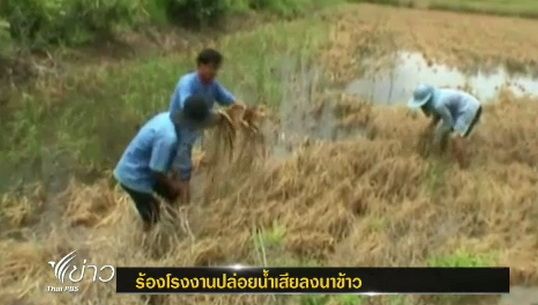 ชาวบ้าน 2 จังหวัดร้องเรียนโรงงานทำนาข้าวเสียหาย