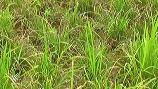 เกิดโรคขอบใบแห้งระบาดนาข้าวในจ.พะเยา เสียหายกว่า 500 ไร่