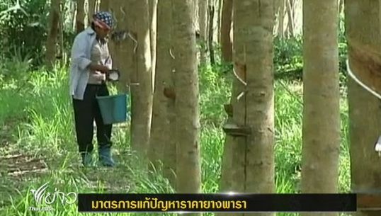 ก.เกษตรฯเตรียมของบฯ 15,000 ล้านบาท ช่วยเหลือผู้ปลูกยาง