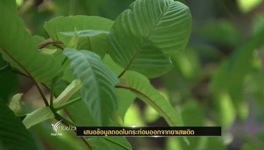 "ป.ป.ส." เตรียมหารือถอด "ใบกระท่อม" พ้นบัญชียาเสพติด