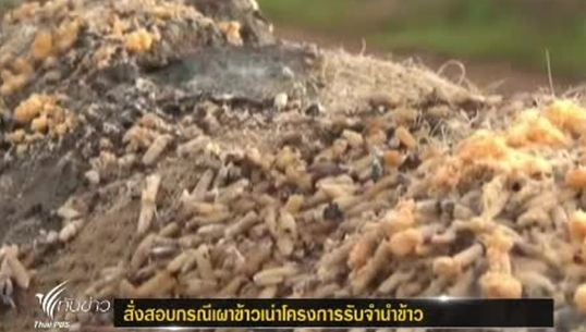 "ผู้ว่าฯพิษณุโลก" สั่งสอบเหตุเผา"ข้าวเน่า" หลายพันกระสอบ