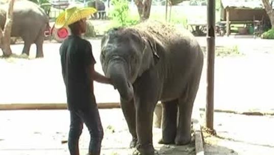  ควาญช้างเตรียมชุมนุมหน้าทำเนียบฯ ค้านพ.ร.บ.ช้าง
