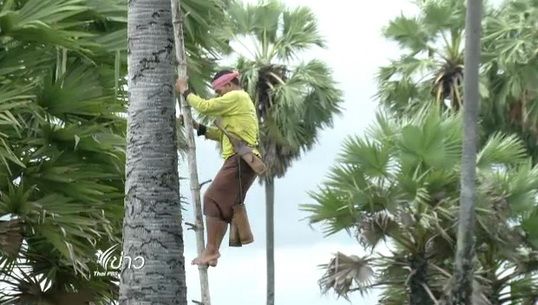  ภูมิปัญญา "ทุ่งนาป่าตาล" 