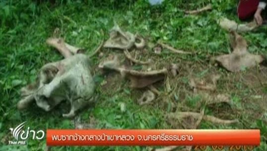 พบซากช้างพลานกลางป่าเขาหลวง จ.นครศรีธรรมราช