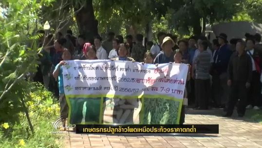  เกษตรกรปลูกข้าวโพดภาคเหนือประท้วงราคาตกต่ำ