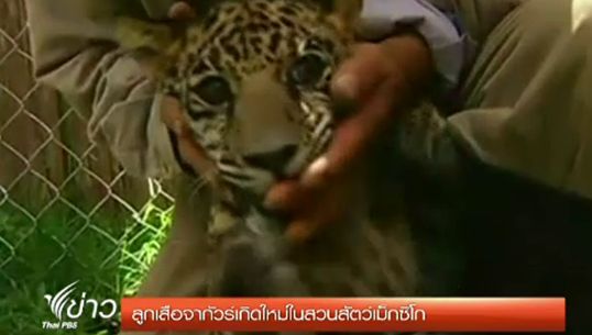 2 ลูกเสือจากัวร์เกิดใหม่ในสวนสัตว์เม็กซิโก