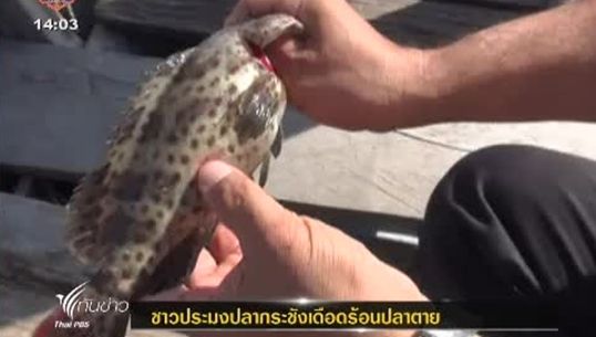 ชาวประมง จ.ตรัง พบปลากระชังตายจำนวนมาก