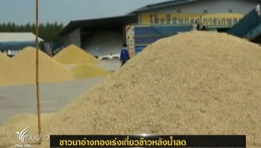 ชาวนาอ่างทองเร่งเกี่ยวข้าว หลังน้ำลด