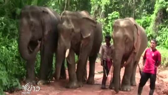 เตรียมนำช้างบุกทำเนียบฯ ค้านกฎหมายสัตว์ป่าสงวนฯ