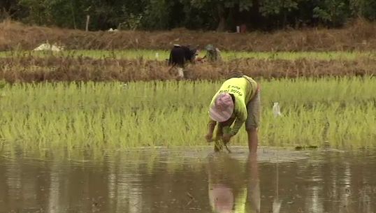  เกษตรและสหกรณ์ เร่งทำความเข้าใจเกษตรปรับพื้นที่ "ปลูกอ้อยแทนข้าว"-ทำแล้ว 2 แสนไร่