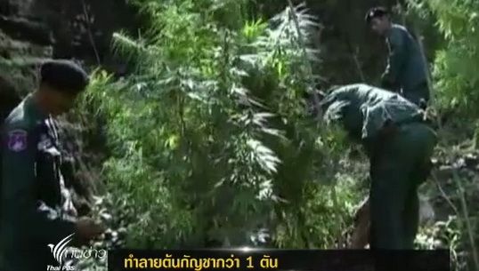 ตชด.มุกดาหารทำลายต้นกัญชากว่า 1 ตัน