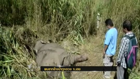 พบซากช้างป่าภูหลวง จ.เลย