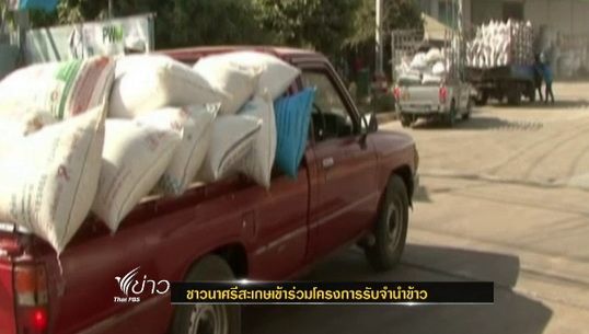 ชาวนาศรีสะเกษยังเข้าร่วมโครงการรับจำนำข้าว แม้มีปัญหาจ่ายเงินล่าช้า