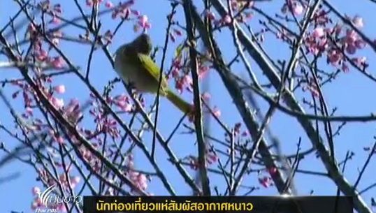นักท่องเที่ยวแห่สัมผัสอากาศหนาว