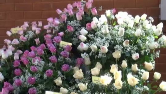โครงการหลวงเปิดตัวกุหลาบสายพันธุ์ใหม่