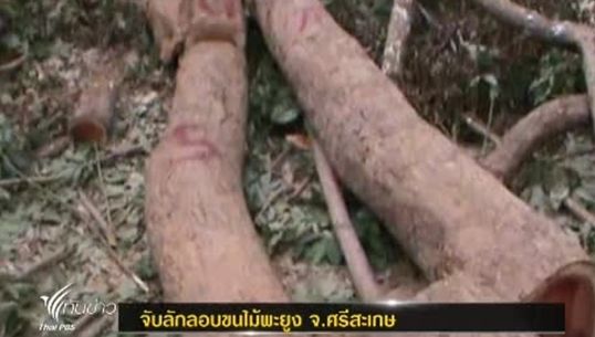 ทหารพรานยึดไม้พะยูง 12 ท่อน มูลค่า 18 ล้าน ในจ.ศรีสะเกษ