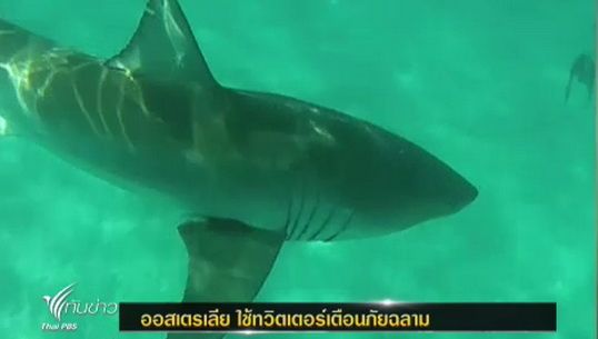"ออสเตรเลีย" ใช้ "ทวิตเตอร์" เตือนภัยฉลาม