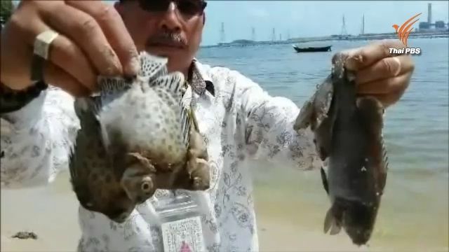 พบคราบสีดำที่หาดระยอง บริเวณเดียวที่พบซากปลาตายกว่า 2 ตัน คาดอากาศร้อนจัด