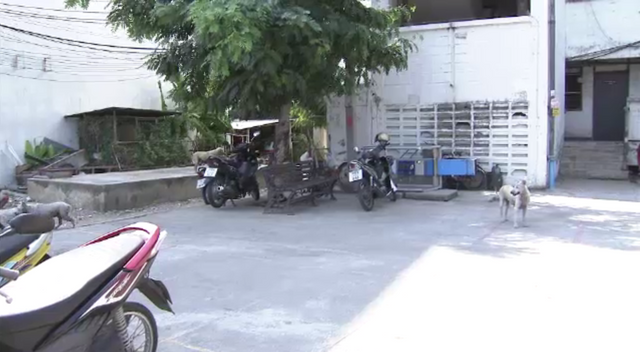 เตรียมจัดระเบียบสุนัขจรจัดในแฟลตตำรวจ หลังตำรวจยิงสุนัขตายและบาดเจ็บ 