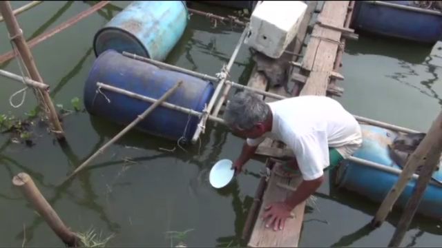 ประมงยืนยันแมงกะพรุนที่พบในแม่น้ำปราจีนบุรี พิษไม่รุนแรง-เลี่ยงสัมผัสโดยตรง