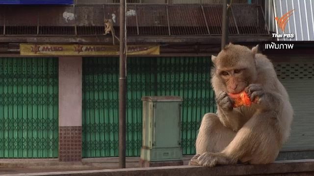 ศูนย์ช่วยเหลือสัตว์ป่าฯ ดูแลลิงลพบุรี ระหว่างรอศูนย์แห่งใหม่สร้างเสร็จ
