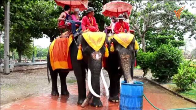 วังช้างอยุธยาเพิ่มมาตรการดูแลช้างช่วงร้อนจัดหวั่นเกิดอาการเครียด