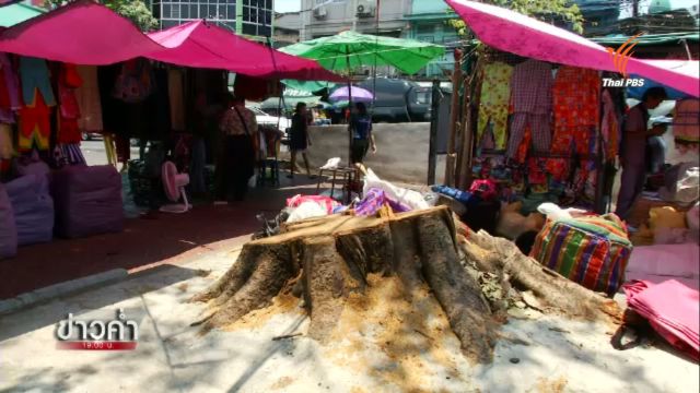 สำนักงานเขตป้อมปราบฯเผยตัดต้นโพธิ์อายุ 30 ปี เหตุรากทำทางเท้าทรุด 