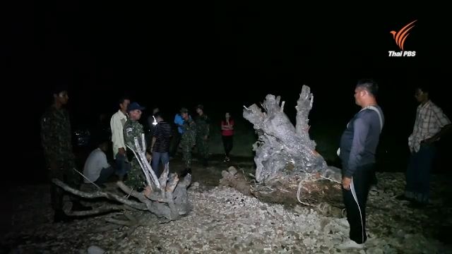 จับกลุ่มลอบขุดต้นเทียนทะเลริมหาดชุมพร 