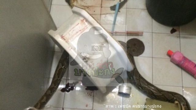 สัตวแพทย์-กูรูบ้าน แนะวิธีป้องกัน "งู" บุก "ส้วม"