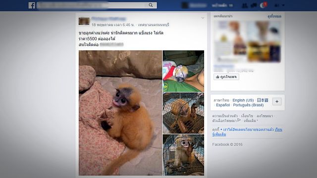ซื้อขายสัตว์ป่าระบาด เมื่อ "เฟซบุ๊ก" กลายเป็นตลาดแห่งใหม่