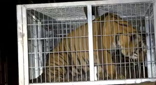 เจ้าหน้าที่ย้ายเสือโคร่งวัดป่าหลวงตามหาบัวไปที่สถานีเพาะเลี้ยงสัตว์ป่าเขาประทับช้าง