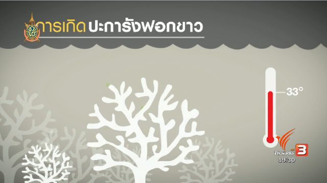 พลิกปม : วิกฤตปะการังฟอกขาว ถึงคราวคนไทยต้องร่วมตระหนัก