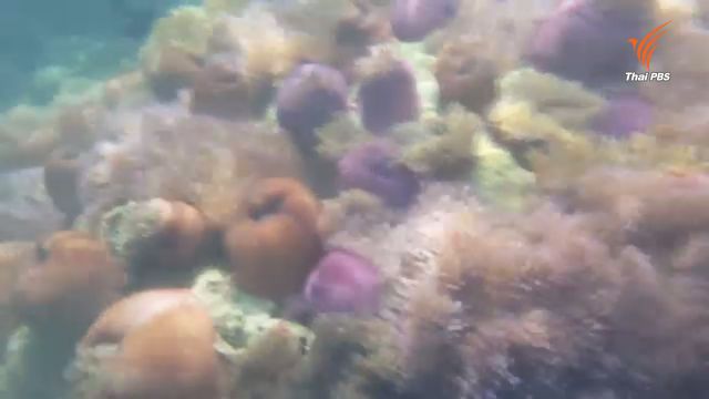 พบแปลงดอกไม้ทะเลแหล่งใหญ่ในอุทยานฯหาดวนกร คุมเข้มหวั่นเสื่อมโทรม