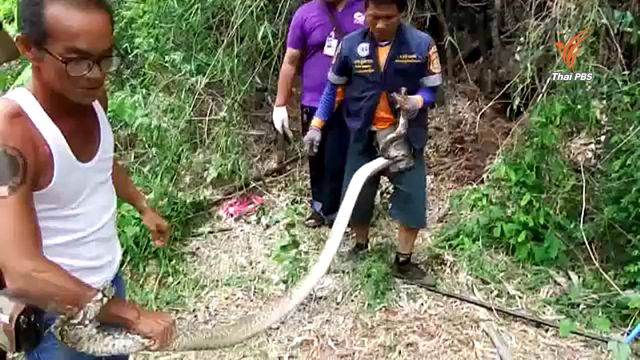 ชาวบ้านอ่างทองแจ้งกู้ภัยจับงูเหลือมนอนกกไข่หลังบ้าน คาดต้นเหตุแมวหาย