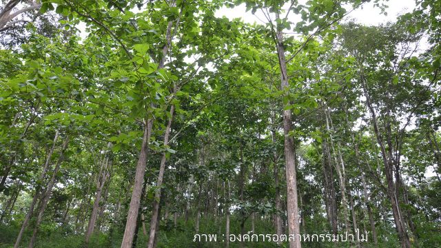 อ.อ.ป.เสนอเพิ่มป่าเศรษฐกิจอีก 40 ล้านไร่ สร้างรายได้-ลดการทำไม้เถื่อน