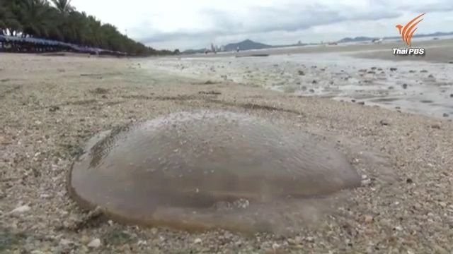 เล่นน้ำระวัง! ฝนตกหนักพาแมงกะพรุนลอยเข้าหาดบางแสน เด็ก 100 คนโดนพิษอ่วม 
