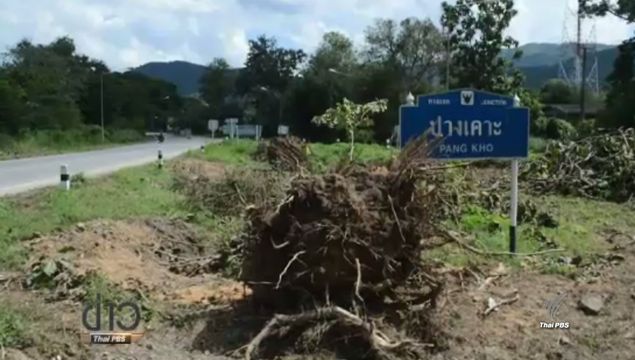 แขวงทางหลวงแพร่ ชะลอตัดต้นสัก 800 ต้น ขยายถนนหมาย 11 อ.เด่นชัย