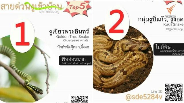 เปิดท็อปไฟว์งูยอดฮิต กรุ๊ปไลน์ “สายด่วนงูเข้าบ้าน” 