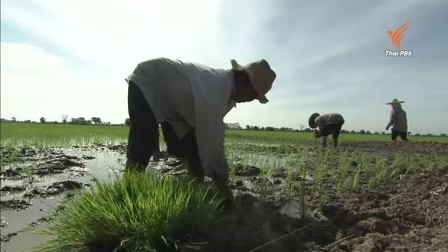 อนุมัติงบ 5 พันล้าน ให้ 5 โครงการเปลี่ยนอาชีพทำนา