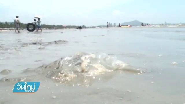 เตือนนักท่องเที่ยวหาดบางแสนโดนพิษแมงกะพรุนหลายคน