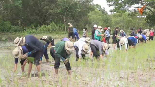 โรคฉี่หนูระบาดอีสาน เสียชีวิต 6 คน