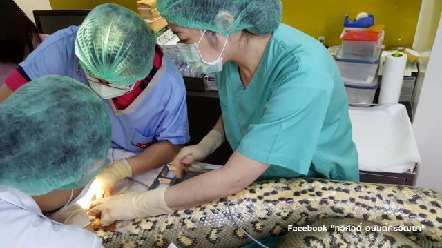 กรมอุทยานฯ เผย "อนาคอนด้า" ที่เข้ารับการผ่าตัดหัวใจ มีใบนำเข้าถูกกฎหมาย 
