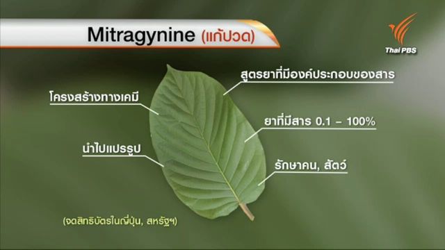 ไขปมสงสัย! ญี่ปุ่นจดสิทธิบัตร "ใบกระท่อม" จริงหรือ