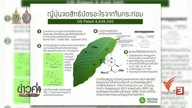 พลิกปมข่าว : เมื่อ "พืชกระท่อม" มีเจ้าของ