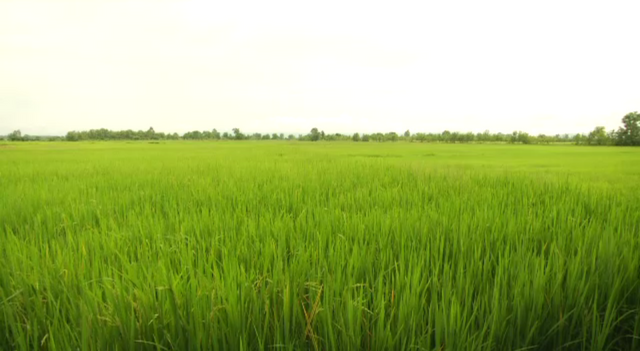 พลิกปมข่าว : เกษตรประชารัฐ หรือพันธสัญญาหน้าใหม่